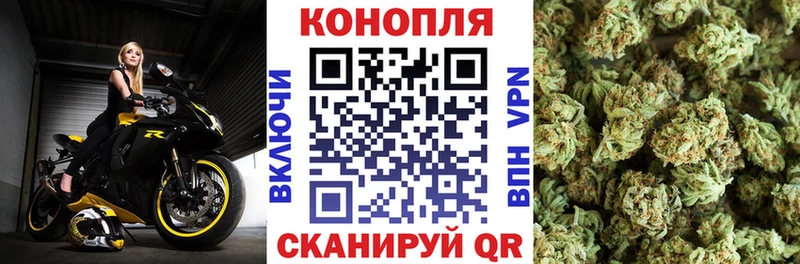 Купить где  Клин  Каннабис индика 